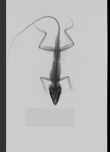 Media type: image;   Herpetology R-189238